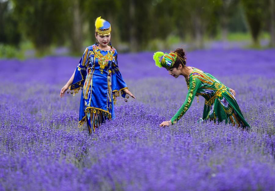 Cánh đồng hoa oải hương ở quận Hỏa Thành, Y Ninh, khu tự trị Tân Cương
