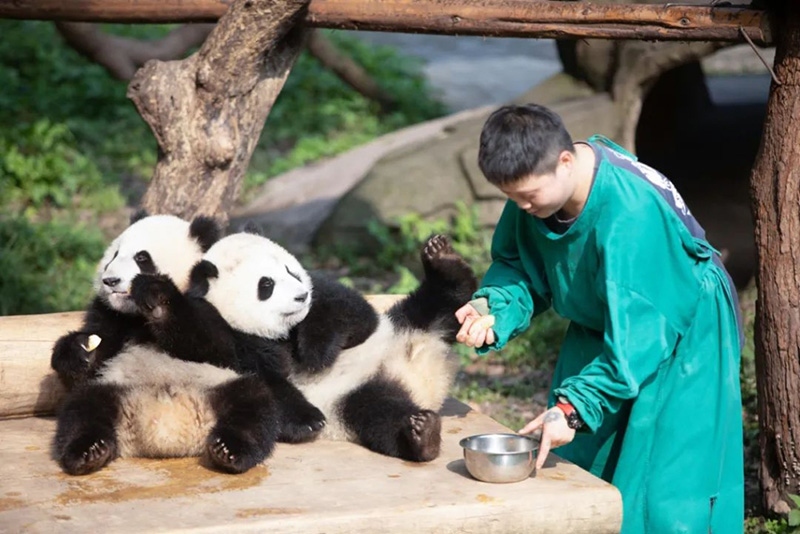 Hai anh em gấu trúc Du Khả - Du Ái rất nổi tiếng ở Sở thú Trùng Khánh
