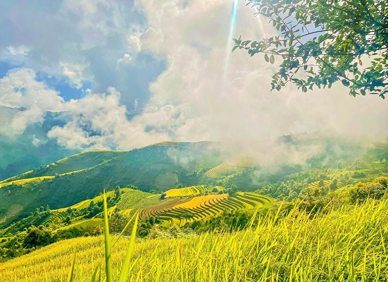 Tour săn mây Tà Xùa - Xím Vàng Mùa Lúa Chín 