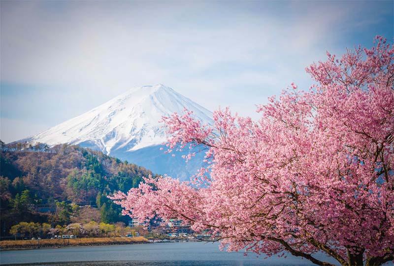 Vẻ đẹp của núi Phú Sĩ mùa xuân.