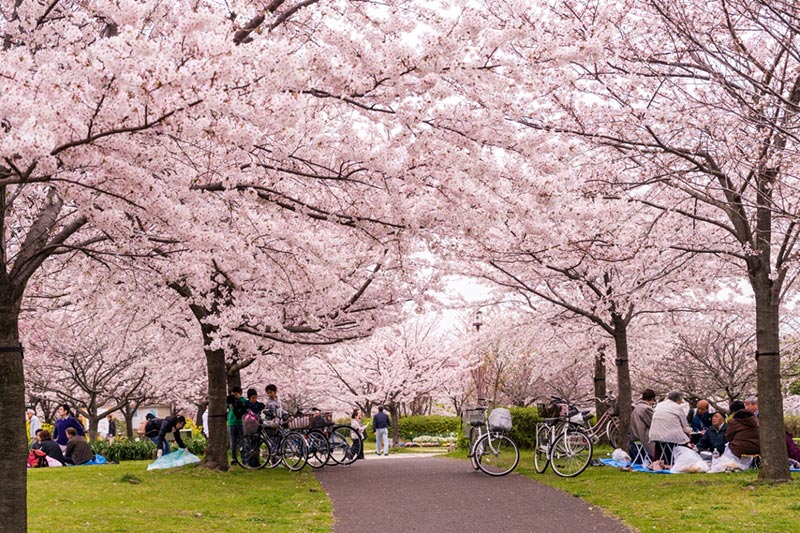 Tour du lịch Nhật bản mùa hoa anh đào