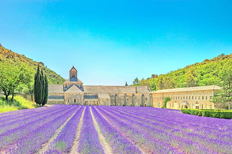 Những cánh đồng hoa oải hương thơ mộng ở Provence, miền nam nước pháp