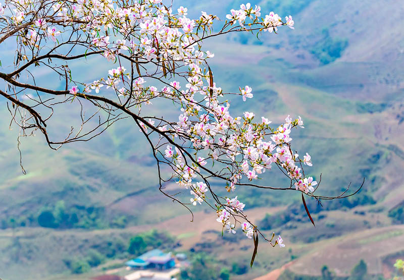 du lịch Điện Biên mùa hoa ban