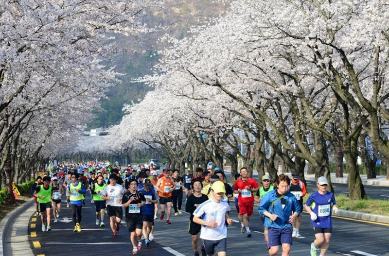 Gyeongju Marathon Tour in Cherry Blossom